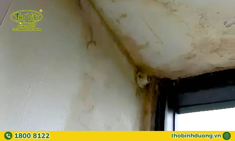 Dấu hiệu cần gọi thợ chống thấm sân thượng tại Bình Dương