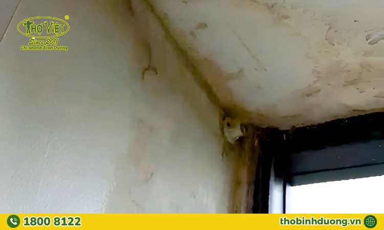 Dấu hiệu cần gọi thợ chống thấm Bình Dương ngay
